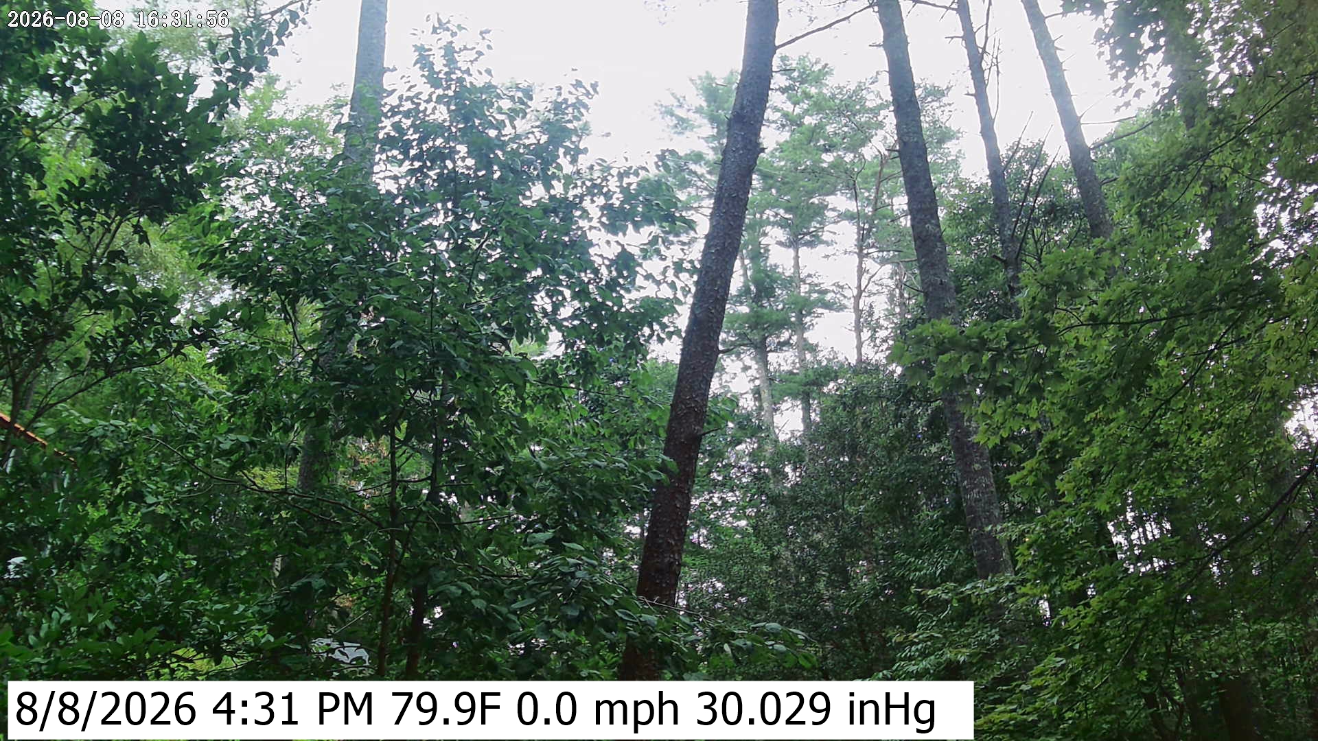 Click to open image page. Yard Camera